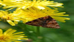 insekten011